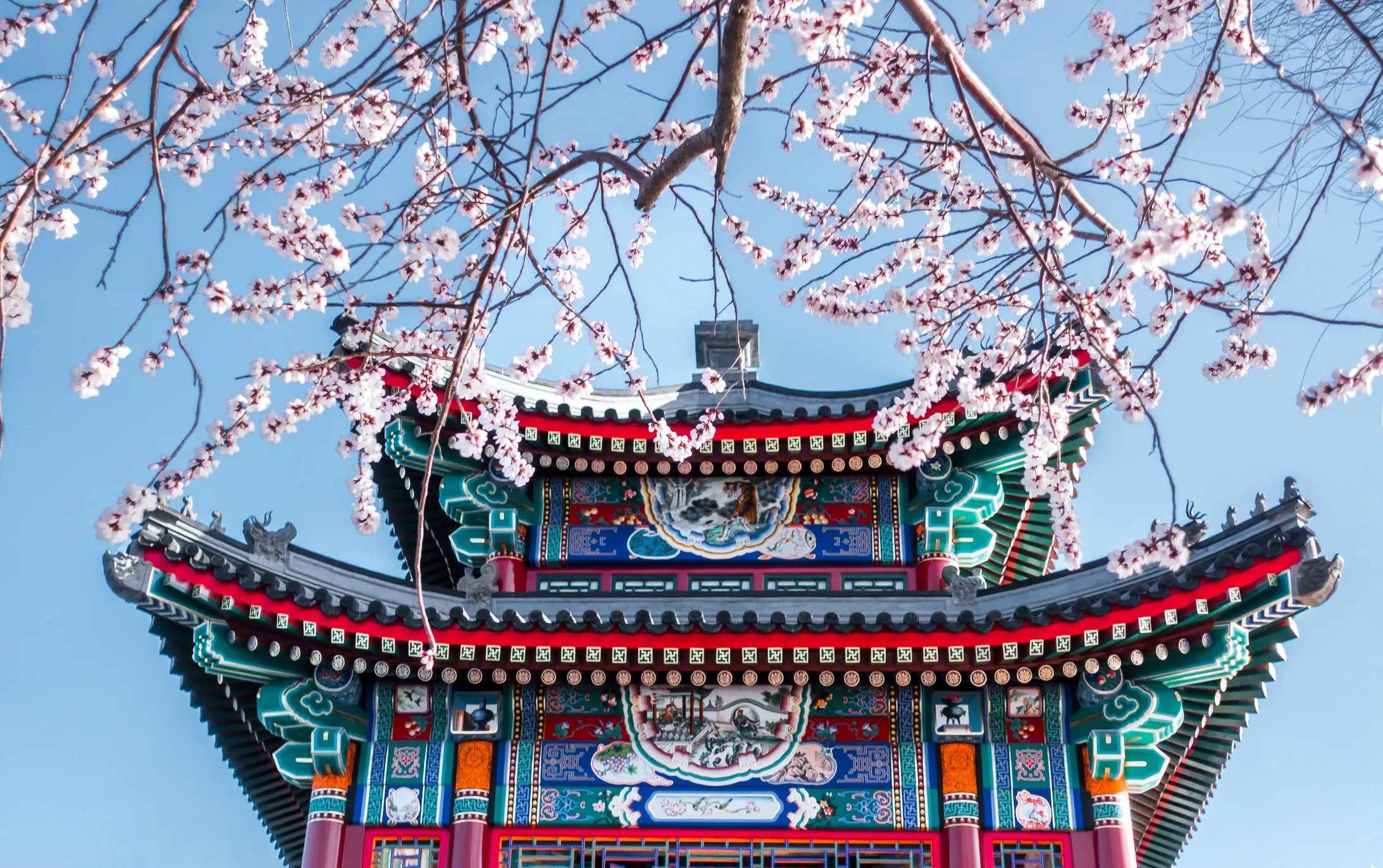 Roof of Chinese palace with cherry blossom branches in front.